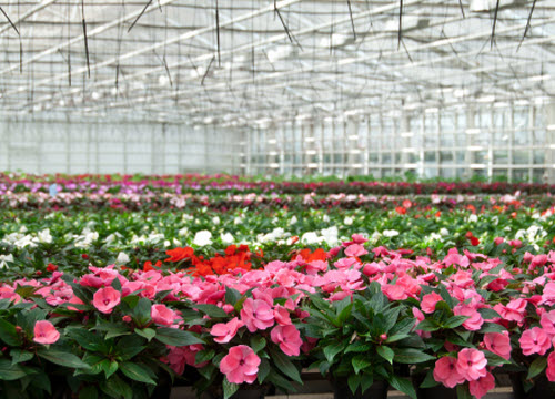 creacion-productios-moranesi-agricola