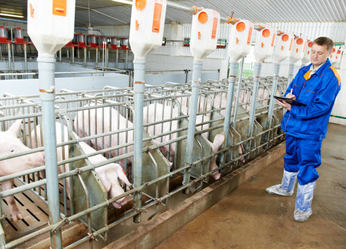 creacion-productios-moranesi-pecuario